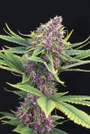 purple-kush-1-8-683x1024.jpg