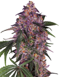 sensi-purple-kush_18114_20230227104031192182_.png
